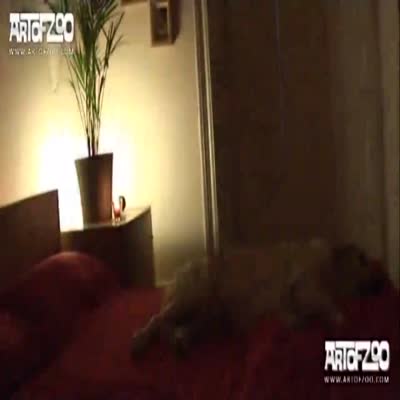 Artofzoo New In You Indian Videos